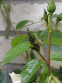 Managing Aphid Infestations