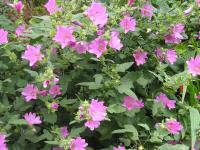 Lavatera Pruning, Care and Growing Tips