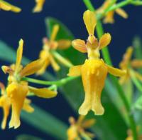 An Introduction to Orchids - Part 2