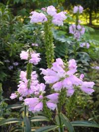 Physostegia virginiana, the Obedient Plant