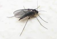 The Ultimate Guide to Killing Fungus Gnats