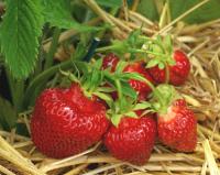 How to Propagate Strawberries