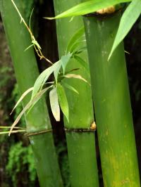 How to Control Bamboo