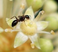 How to Get Rid of Ants in your Garden