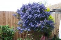Ceanothus, or the Californian Lilac