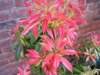 Flames of Spring: Pieris 'Forest Flame'