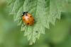 7-Spot Ladybird (Coccinella 7-punctata)