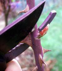 Pruning a shrub with secateurs