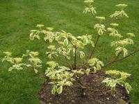 Wedding Cake Tree - Cornus controversa 'Variegata' Wedding Cake Tree - Cornus controversa 'Variegata'