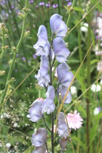 Monkshood - Aconitum  'Stainless Steel'