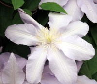 Clematis 'Silver Moon' - Clematis 'Silver Moon' Clematis 'Silver Moon' - Clematis 'Silver Moon'
