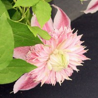 Clematis 'Josephine' - Clematis 'Josephine' Clematis 'Josephine' - Clematis 'Josephine'