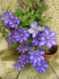 Clematis ‘The President’ - Clematis 'The President' Clematis ‘The President’ - Clematis 'The President'