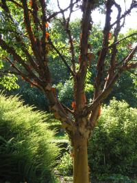 Paperbark Maple - Acer griseum Paperbark Maple - Acer griseum