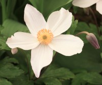 Anemone - Anemone 'Wild Swan' Anemone - Anemone 'Wild Swan'