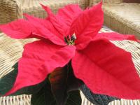 Poinsettia - Euphorbia pulcherrima Poinsettia - Euphorbia pulcherrima