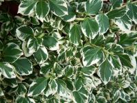 Euonymus fortunei 'Silver Queen' - Euonymus fortunei 'Silver Queen' Euonymus fortunei 'Silver Queen' - Euonymus fortunei 'Silver Queen'