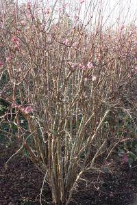 Plant image for Viburnum - Viburnum x bodnantense  'Charles Lamont'