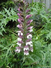 Bear’s Breeches - Acanthus spinosus Bear’s Breeches - Acanthus spinosus