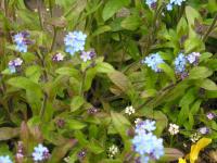 Forget-me-not - Myosotis alpestris 