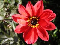 Dahlia 'Bishop of Llandaff'