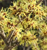 Witch Hazel - Hamamelis x intermedia 'Pallida'