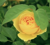 Rose  - Rosa  'Graham Thomas' (Ausmas) (PBR)