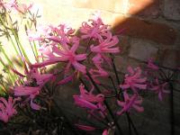 Nerine bowdenii - Nerine bowdenii Nerine bowdenii - Nerine bowdenii