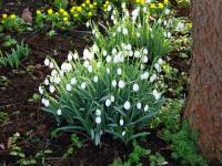 Snowdrop - Galanthus nivalis Snowdrop - Galanthus nivalis