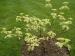 Wedding Cake Tree - Cornus controversa 'Variegata' Wedding Cake Tree - Cornus controversa 'Variegata'