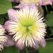 Clematis 'Crystal Fountain' - Clematis 'Crystal Fountain' Clematis 'Crystal Fountain' - Clematis 'Crystal Fountain'