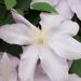 Clematis 'Silver Moon' - Clematis 'Silver Moon' Clematis 'Silver Moon' - Clematis 'Silver Moon'