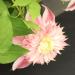 Clematis 'Josephine' - Clematis 'Josephine' Clematis 'Josephine' - Clematis 'Josephine'