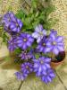 Clematis ‘The President’ - Clematis 'The President' Clematis ‘The President’ - Clematis 'The President'