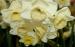 Jonquilla Daffodil - Narcissus 'Fruit Cup' Jonquilla Daffodil - Narcissus 'Fruit Cup'