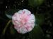 Camellia - Camellia japonica 'Lavinia Maggi'