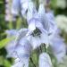 Monkshood - Aconitum  'Stainless Steel'