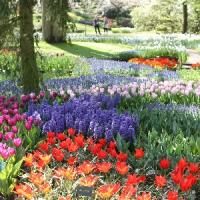 Episode 14: Keukenhof Gardens & Gardening Jobs for May